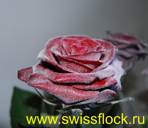 ���� � �����